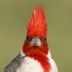 Con las plumas de punta !!!!