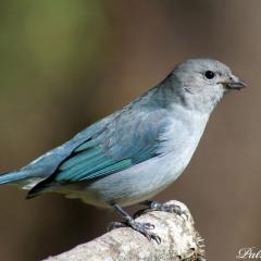 Celestino comn (Thraupis sayaca)