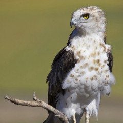 guila culebrera