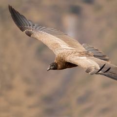 Hembra juvenil de Condor