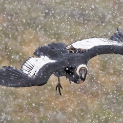 Los condores vuelan en tormentas de nieve.