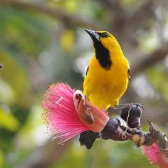 Icterus nigrogularis -