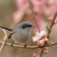 anticipando la primavera