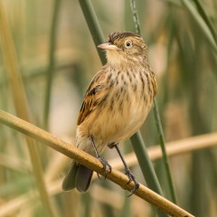 entre juncos