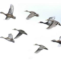 Migracin