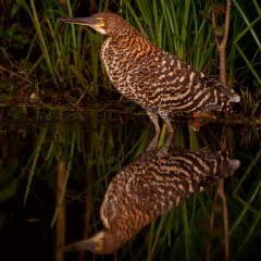 Hoc reflejado