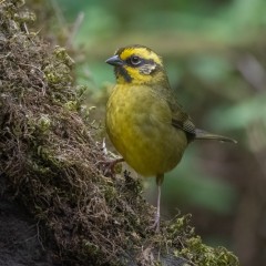cerquero de las yungas