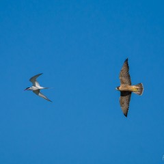 Cacera en vuelo...