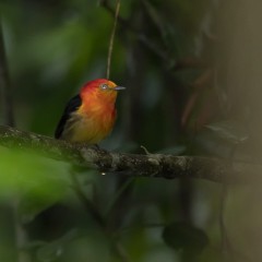 el naranja