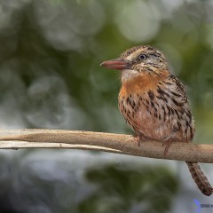 buco durmil o rapazinho do chaco.