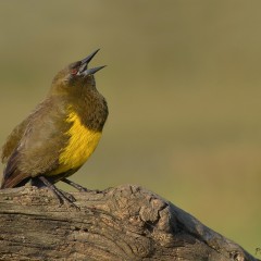 El canto del pecho amarillo.