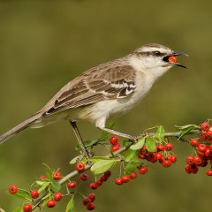 Calandria !!