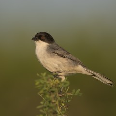 monterita
