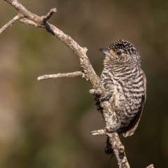 carpinterita