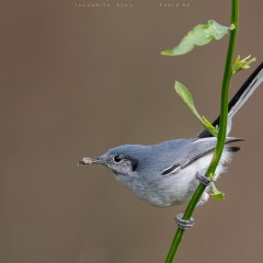 azul con presa