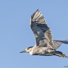 Garza Bruja