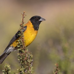 el comesebo de la puna