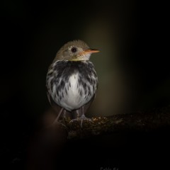mosquitero