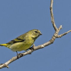 Cabecita
