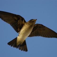 Golondrina