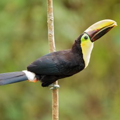 Ramphastos  swainsonii