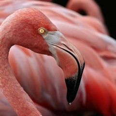 Phoenicopterus chilensis