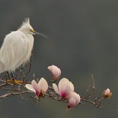 Garza en Magnolio