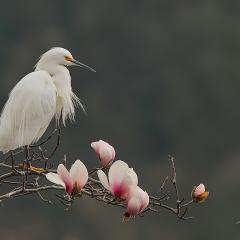 Garza en Magnolio