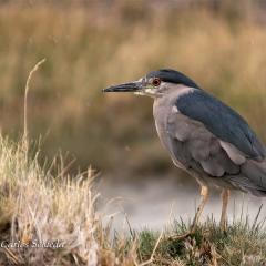 Garza Bruja