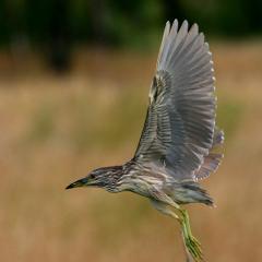 Garza bruja juvenil