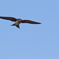 Vuelo de esperanza...