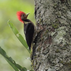 Carpintero cara canela