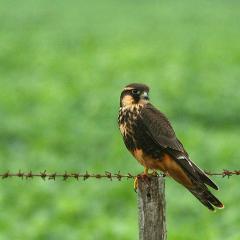 Halcn Plomizo juvenil (Falco femoralis)