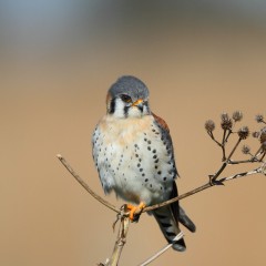 Serie rapaces. Halconcito colorado