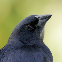Reazulado