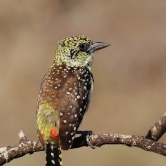 Trachyphonus darnaudi - Tanzania
