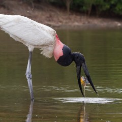 YABIR (Jabiru mycteria)