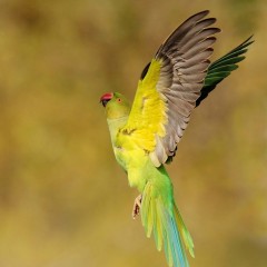 Psittacula Krameri - Israel