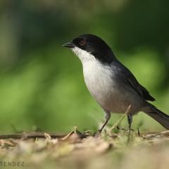 Monterita cabeza negra