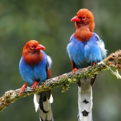Urocissa ornata - Sry Lanka