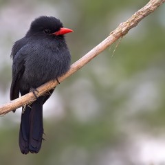 TANGUR NEGRO (Monasa nigrifrons)