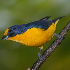 Tangara amarillo