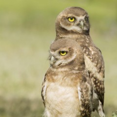 Dos hermanos
