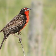 Loica equilibrista