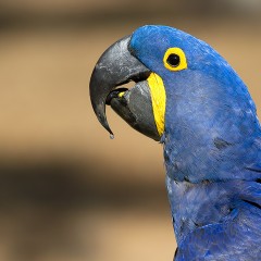 JACINTO o GUACAMAYO AZUL (Anodorhynchus hyacinthinus)