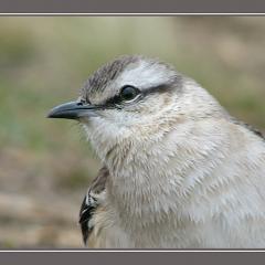 Retrato de Calandria