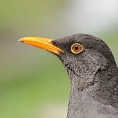 Retrato de zorzal