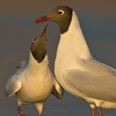 Dos gaviotas