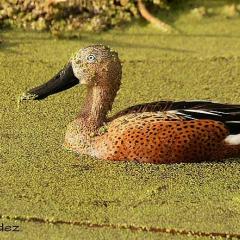 Pato cuchara