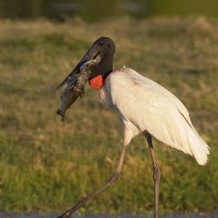 Jabiru con Presa